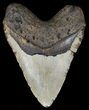 Huge, Megalodon Tooth - North Carolina #54783-2
